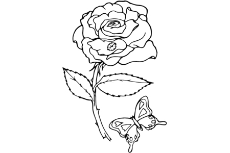 Coloriage Rose 06 – 10doigts.fr